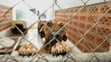 Dog at San Diego Humane Society shelter waiting for adoption